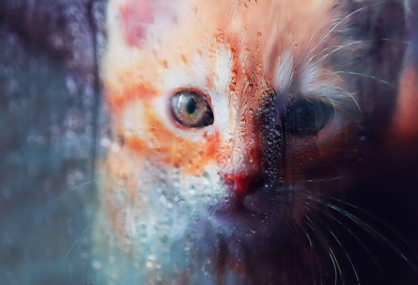 Sad Kitty Cat Stock Photo - Stock Photos, Pictures & Images