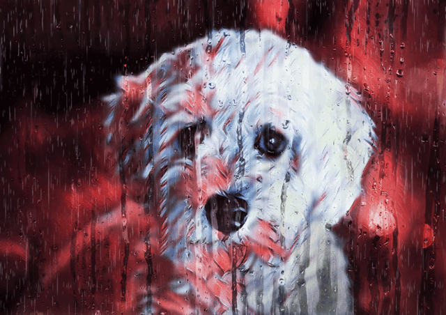 Sad Puppy Rainy Animation - Just Colorful Stock Photos and Animations for all your Projects.